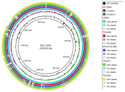 Circular genome comparison